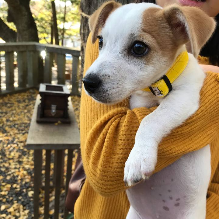 03c52b6d c41f 422e 8ce9 3a5c49ed086e 1543136861647