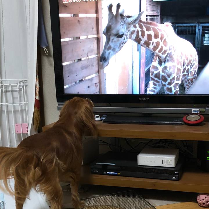 03c7b1f3 05e4 4fe3 bf41 61eca39320d0 1536925279897