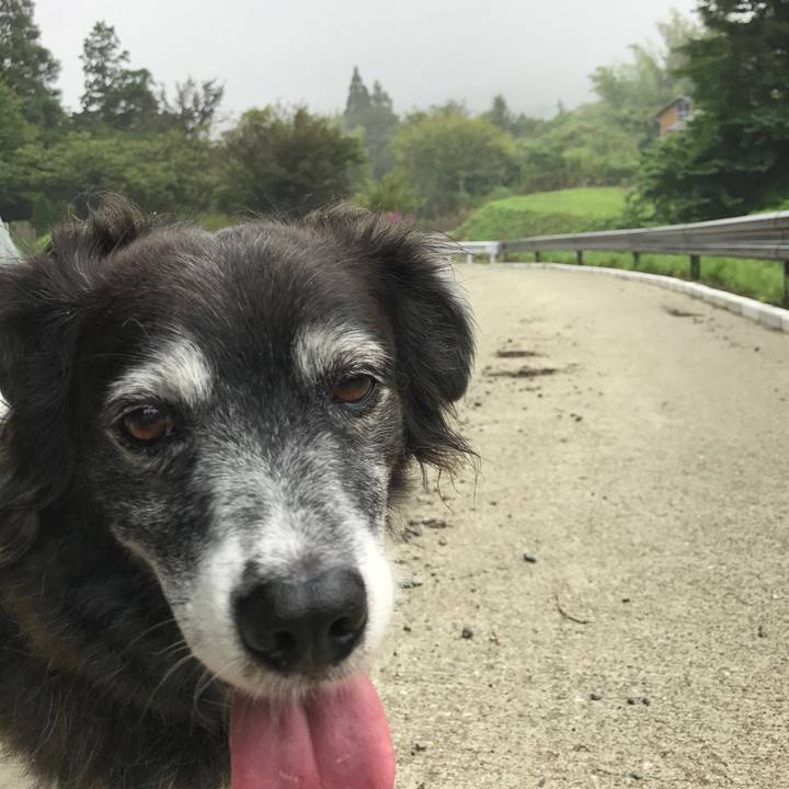 03c7e008 9811 45ce bcb0 4d67c7091104 1533425821458