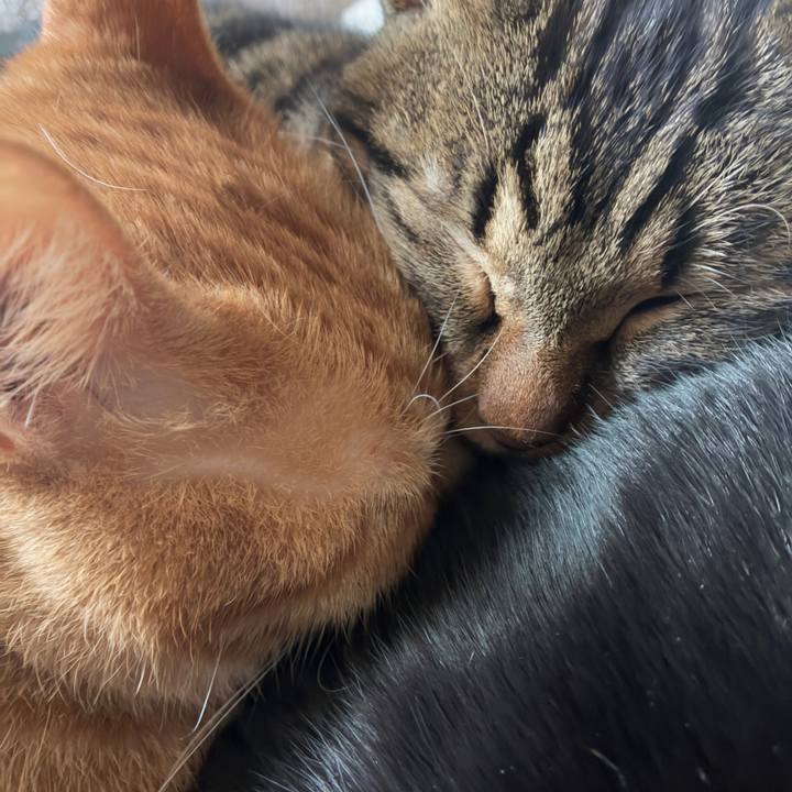 03c8cf2e 9860 48c1 b39e dbfa2c2160fe 1766289837677