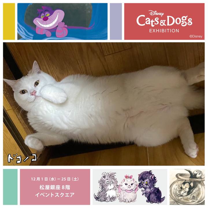 03cb0ec4 51df 4e7c acd6 aa95b4716009 1639209646749