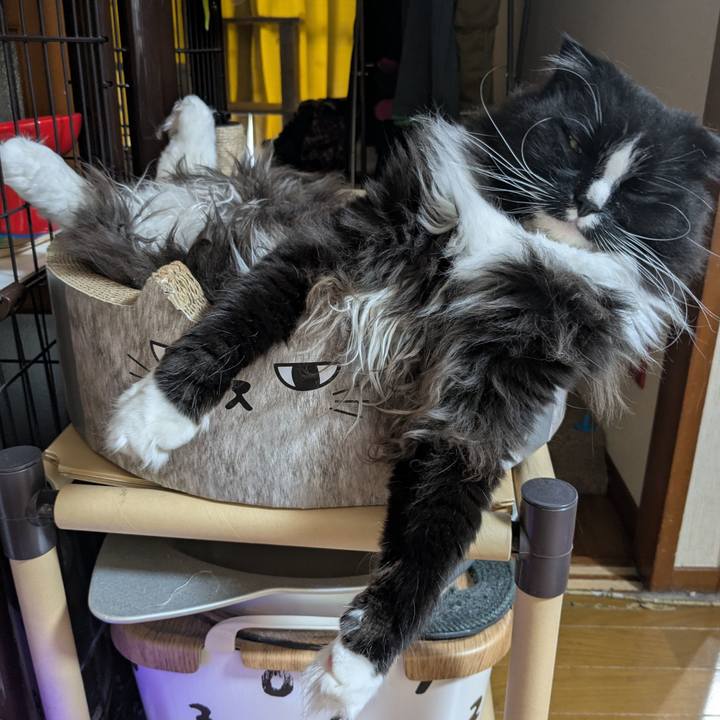 03cba82e bef1 44b5 8121 c58ea44e808e 1749858569901