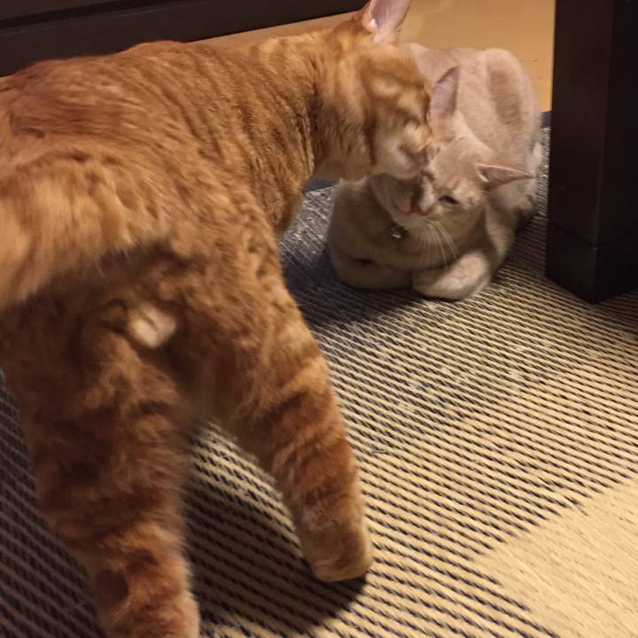 03cc88ec 29a2 4abf 92a1 d2272d4d9c7c 1561982835992