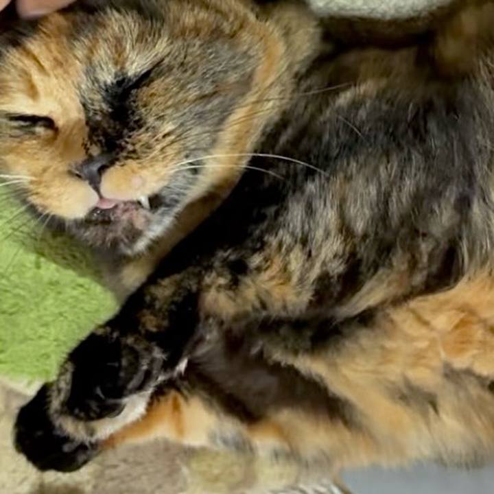 03cd5f90 9328 426c 94d4 3ae2d612c4b9 1760905881538