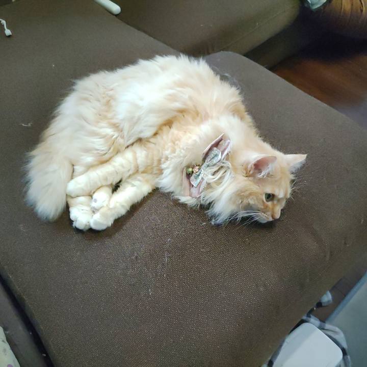 03cd674f f261 40bf b744 7f212a615cd0 1721088358015