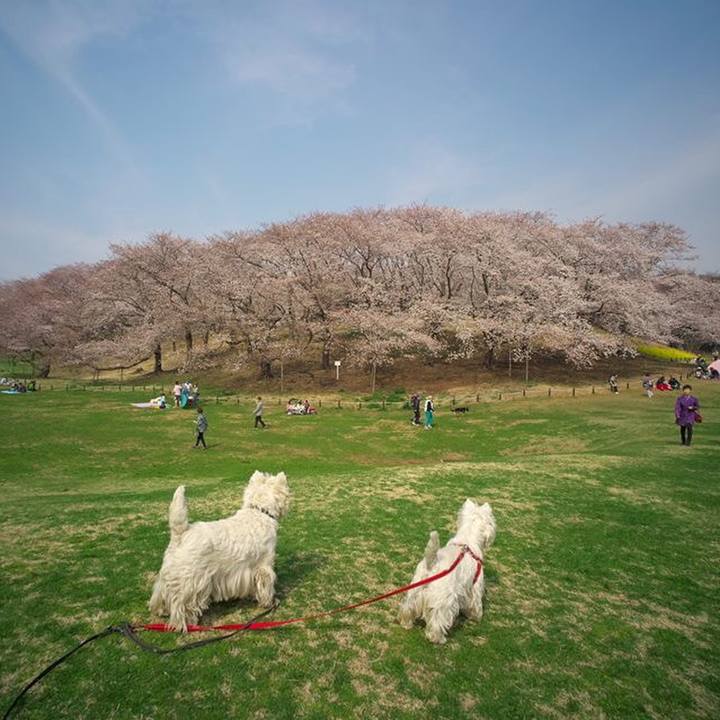 03ce9d13 d63e 4e87 89c3 72c714d2d0a9 1522156004548