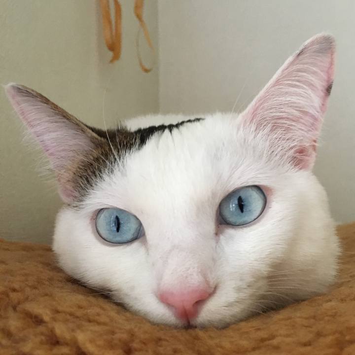 03cebbc7 3317 4308 93d2 cec31c6fef7d 1525574490661