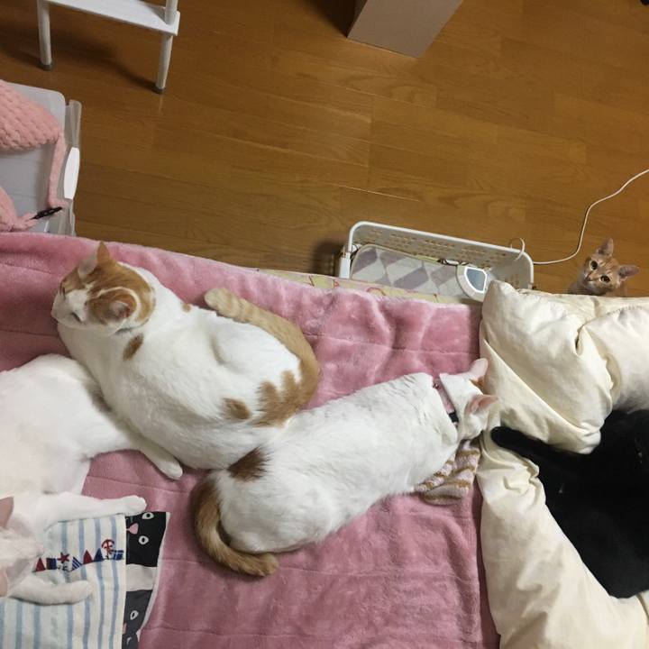 03cecbd4 6dd6 4b7c ae19 367029e257eb 1542283871973