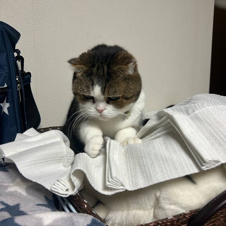 03d12c52 e99b 4b7d 938c cc76b89e84fe 1765485529360