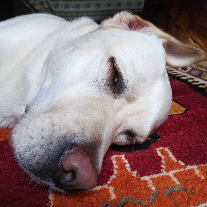 03d1f0f1 f581 4e02 ba82 69e419ea2274 1528698071959