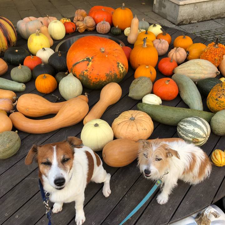 03d2d993 bc8e 4a40 a259 f07f71e827ab 1604926936632