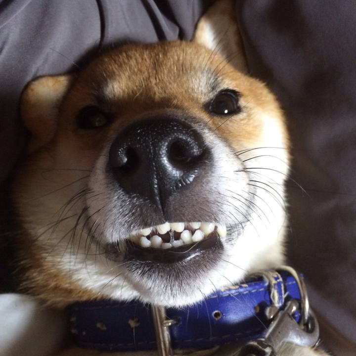 03d31cf5 7336 48c9 91f1 61832cd8ee22 1524095579731