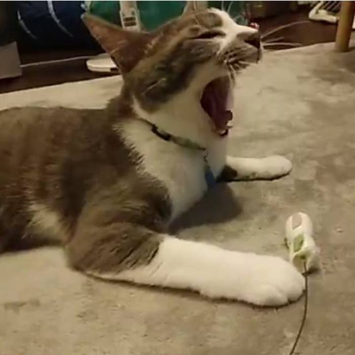 03d3639b d87c 434c 95c5 807851ec93f3 1595592368682