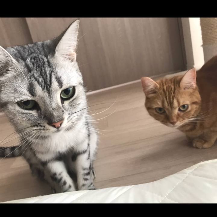 03d547a0 22f9 42be b616 6672ab754ee7 1534587403689