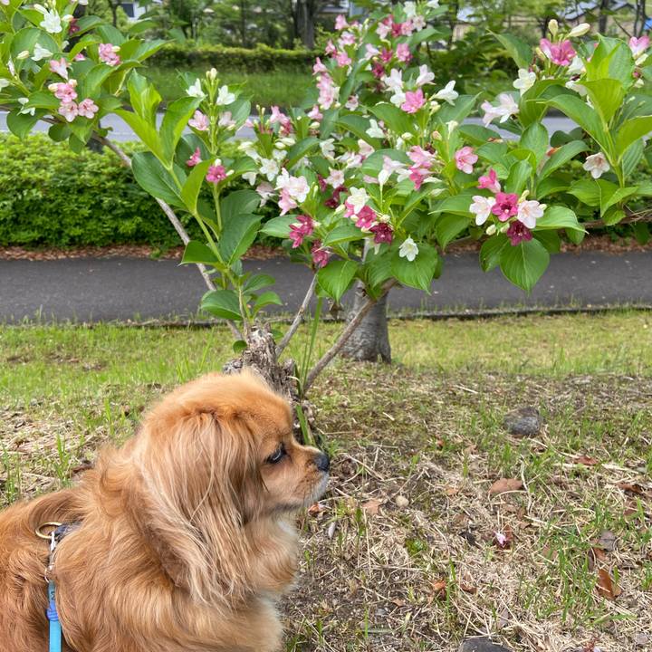 03dbc398 ed0b 426c 87f9 743b1cd44a71 1590192193272