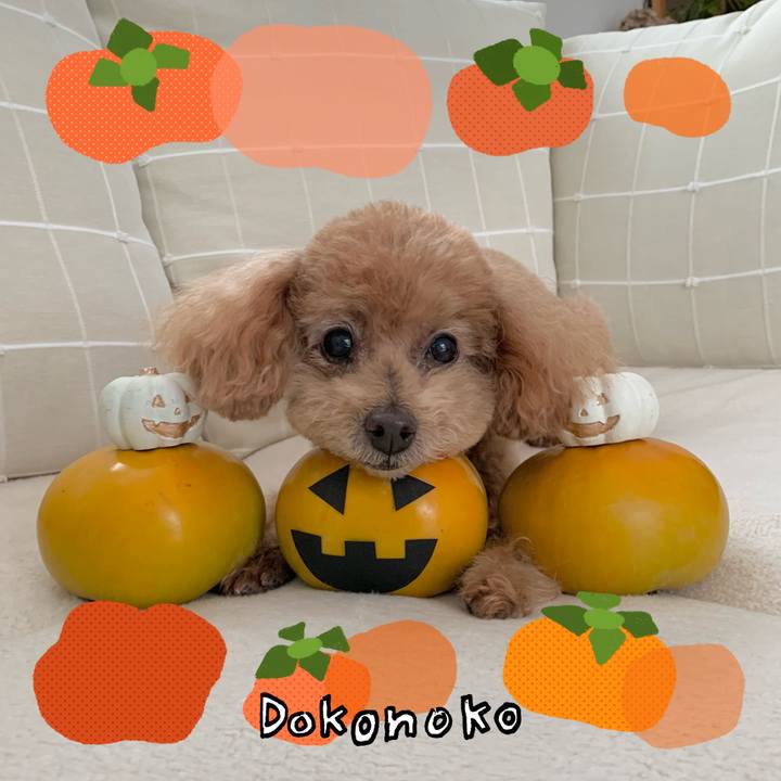 03dc4bd5 24da 466f 96a3 53801255fdaf 1761537796835