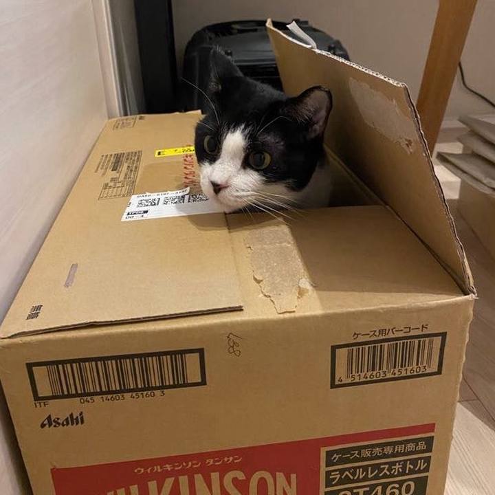 03dd0a4b 6176 4025 aa66 1331eafe10a7 1748264419698