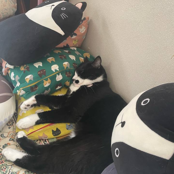 03de6a46 51c4 4e95 8015 43300a32aa4e 1753139096306