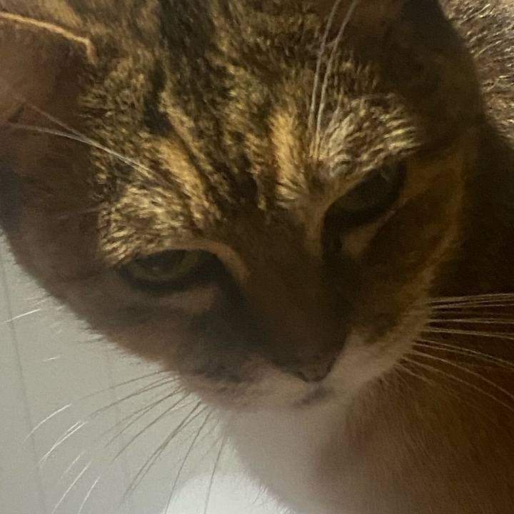 03de8b4d 5804 459b 9b37 3d7ff116e504 1763672878814