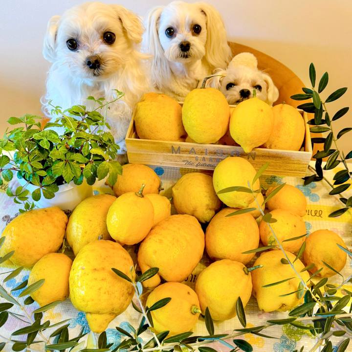 03e09ece 8ab4 49d8 81ac 38e23efa30a7 1711531566646