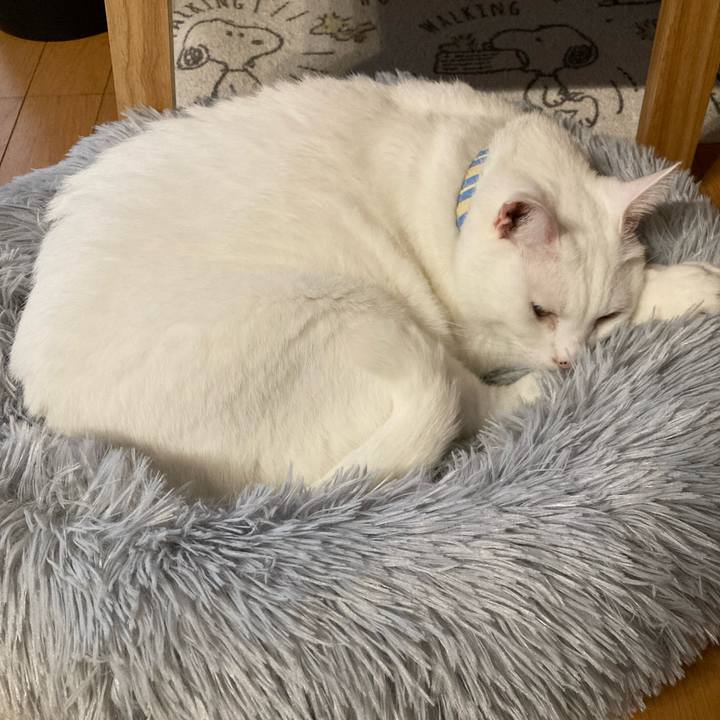 03e2b252 4c24 4eb3 a4ce 34b00219dc39 1761460227284