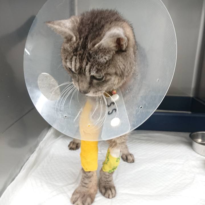 03e2d1b5 648b 4d24 a4dd 8da450e534d0 1586070157893