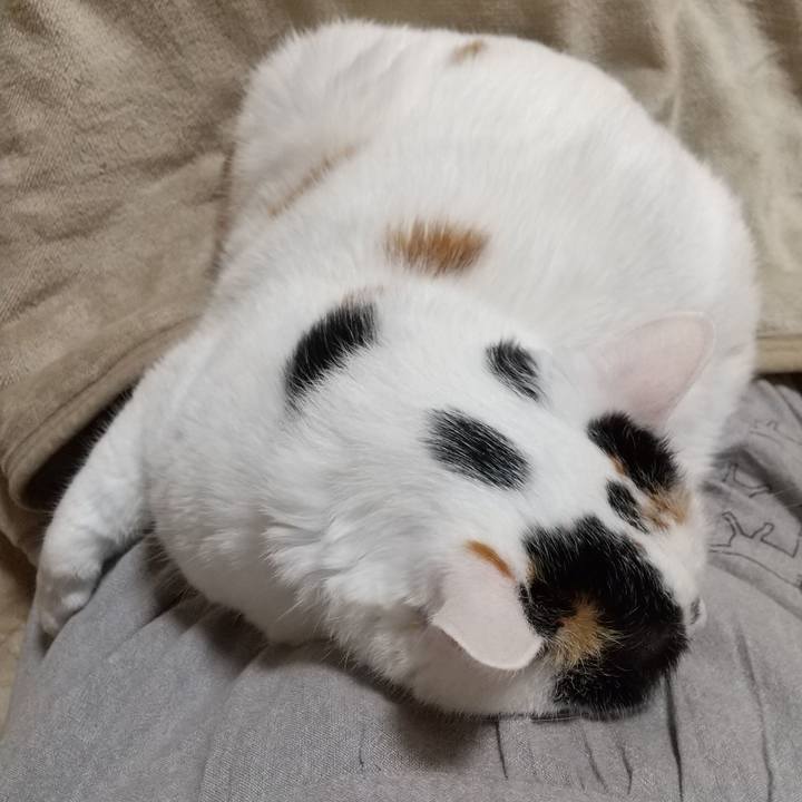 03e4215a d333 4415 b362 88203e492044 1667300017482