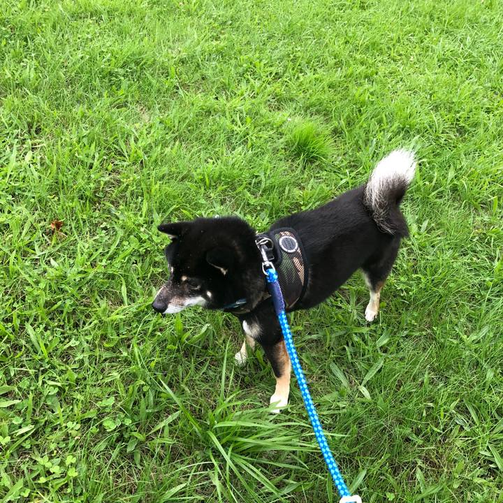 03e5ff3f 9030 4faf b426 45f2cae249b6 1535579507956