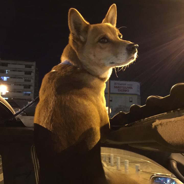 03e67ad5 1f20 417f b79e 43b8cfe0c87a 1548168094359