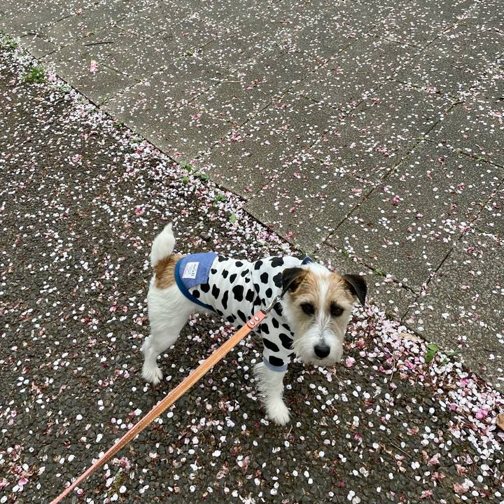 03e95ba4 9d12 40bc 9719 71e4f567ca67 1679905187620