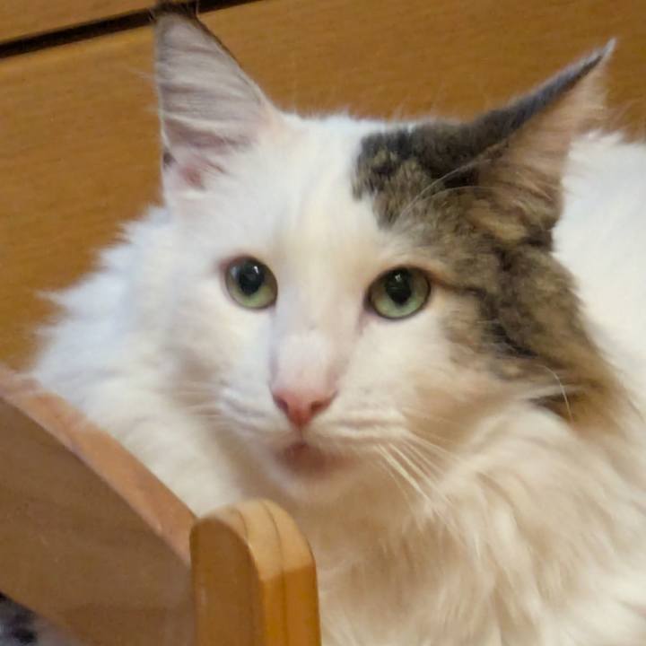 03eaf626 7627 4869 a6c5 9d746fd98927 1762517651250