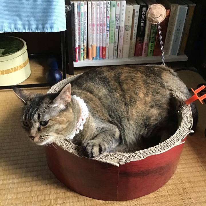 03ec41d9 24f5 47dc 8ac8 c4f28c833d29 1689339402471