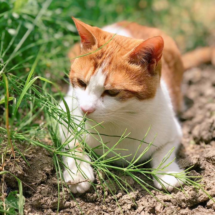 03ef6b9e 49c8 4314 ab5b e731a1a43837 1529043668876