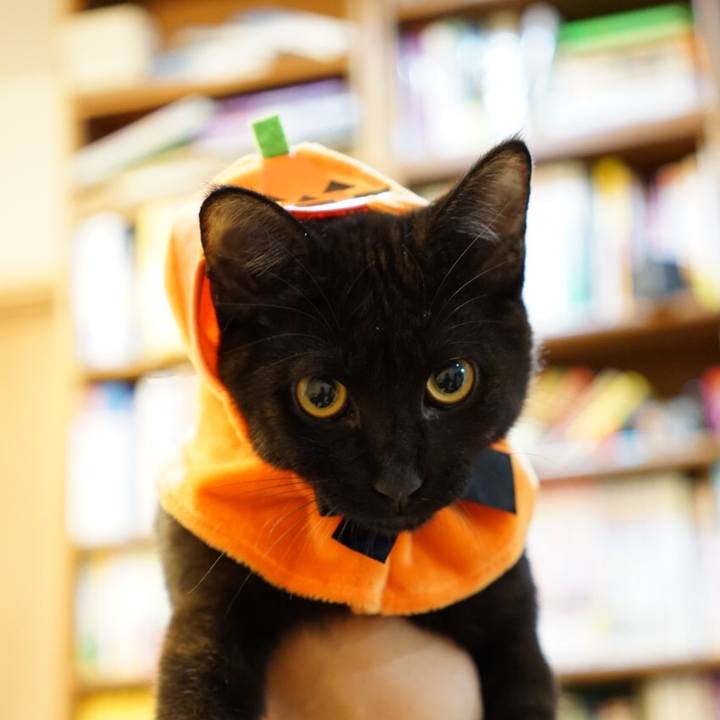 03f1b7df 71c8 4192 86c8 450ea7de51b0 1509450702851