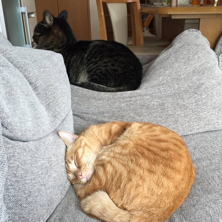 03f4fb17 26e0 41d1 ac9b 23c63cc3dcf0 1533963536793