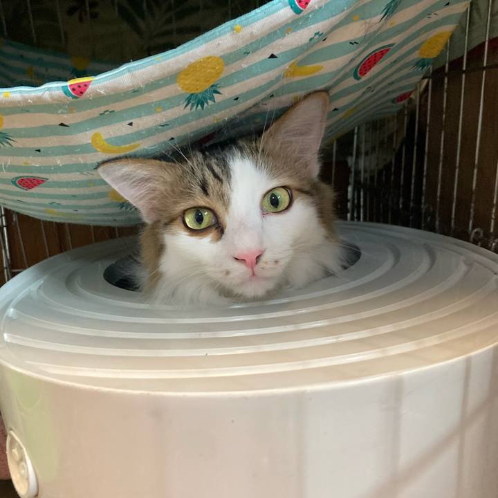 03f64b0f 15aa 4d03 98e3 22511067a310 1763640881886