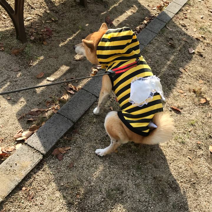 03f7669d f8c5 4993 a4b7 a44d2edb46e2 1511335264732