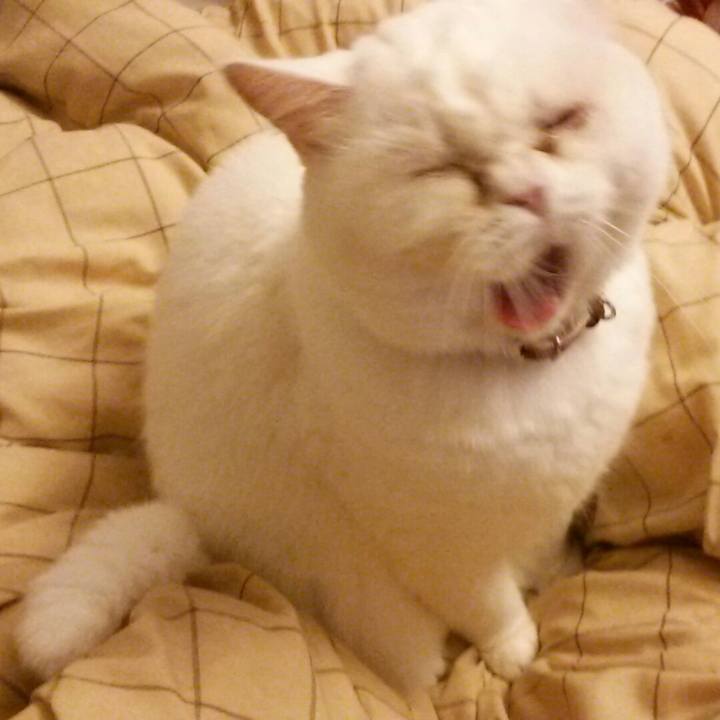 03f97b32 4db9 4a0c 8747 1c60706d56af 1511004399925