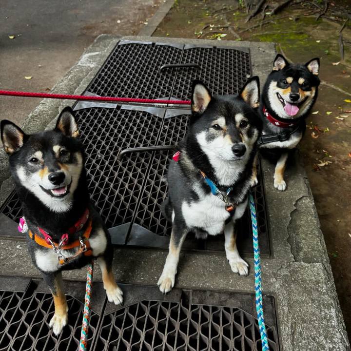 03fb9dc6 c890 41dd 95d4 367531110c3b 1716604382377