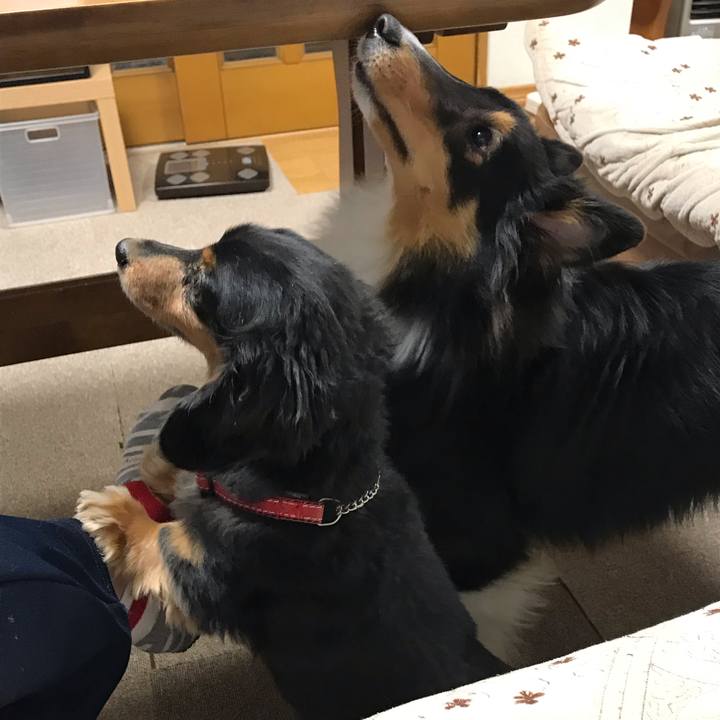 03fe9115 2b00 4c4f b41c 8f29e02e1632 1544997403167