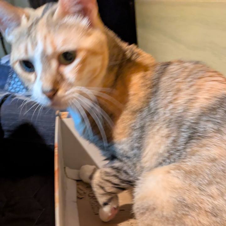 03fefa8b 508e 4637 80b9 f68c02172079 1760721342953