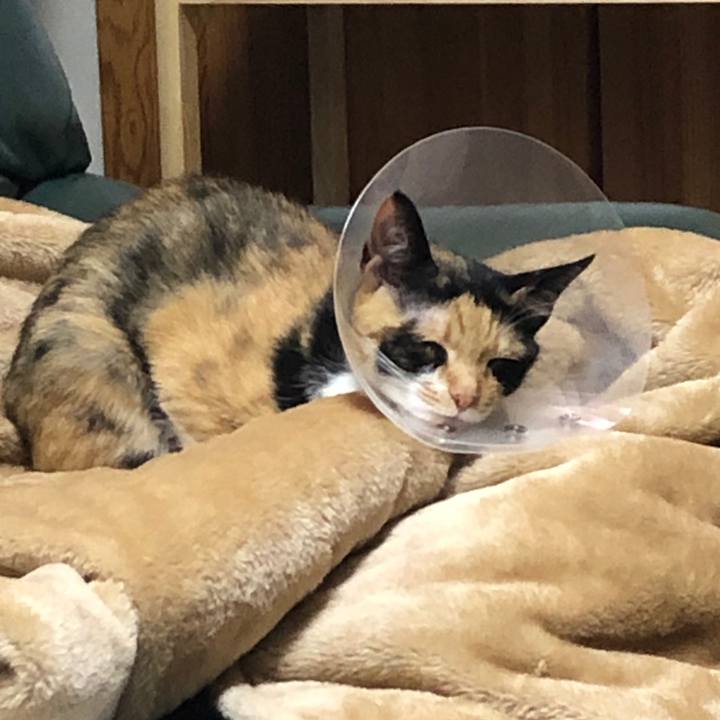 03ff5d3d e9e9 494a 9357 15e078ba0603 1584188218358