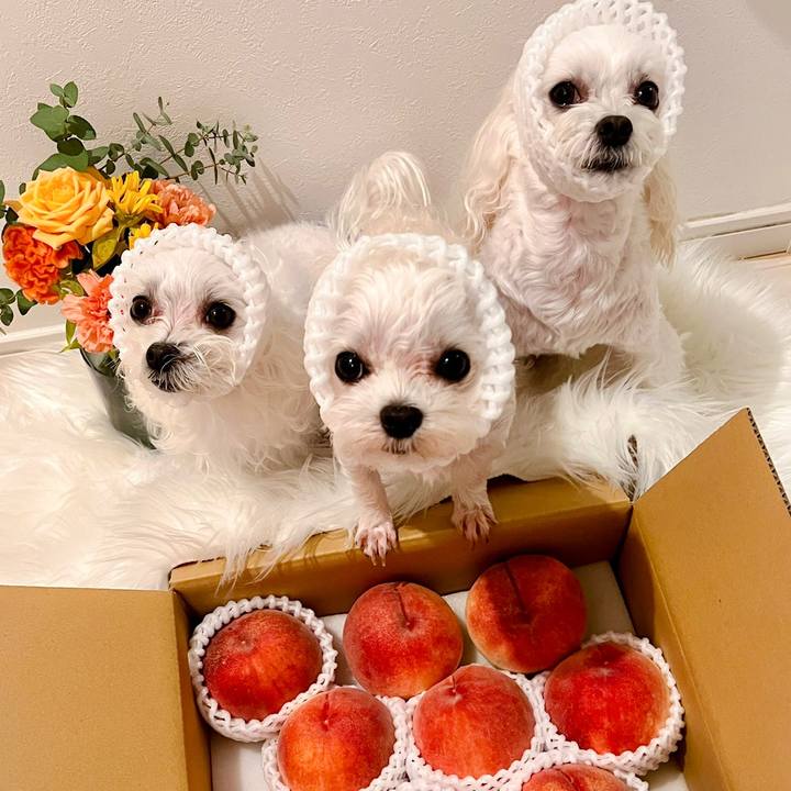 03fff3ce daa1 4564 bb9c 725932ba84cb 1691465886029