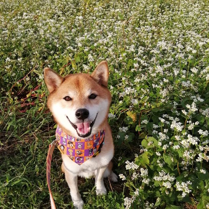 04018a9a 1f69 4307 b18b ba82d558017d 1664782181247