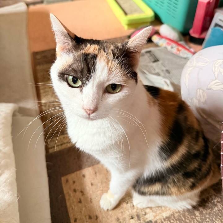 04051d53 0158 48b5 b312 36c7a9a5c5dc 1759976990434