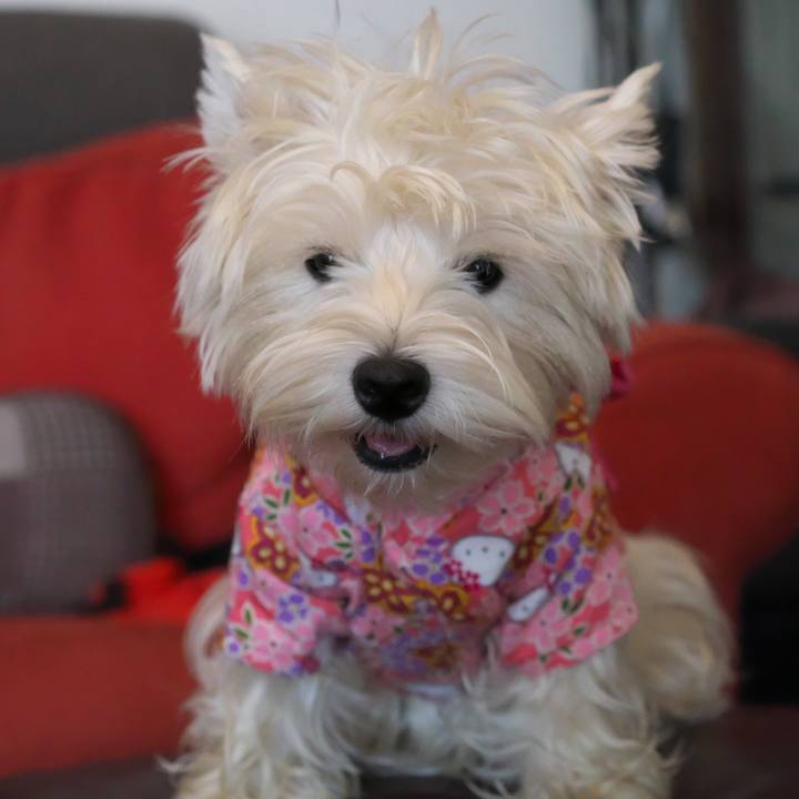 0409a840 4aad 41e4 aa32 fc96865f8541 1533461035277