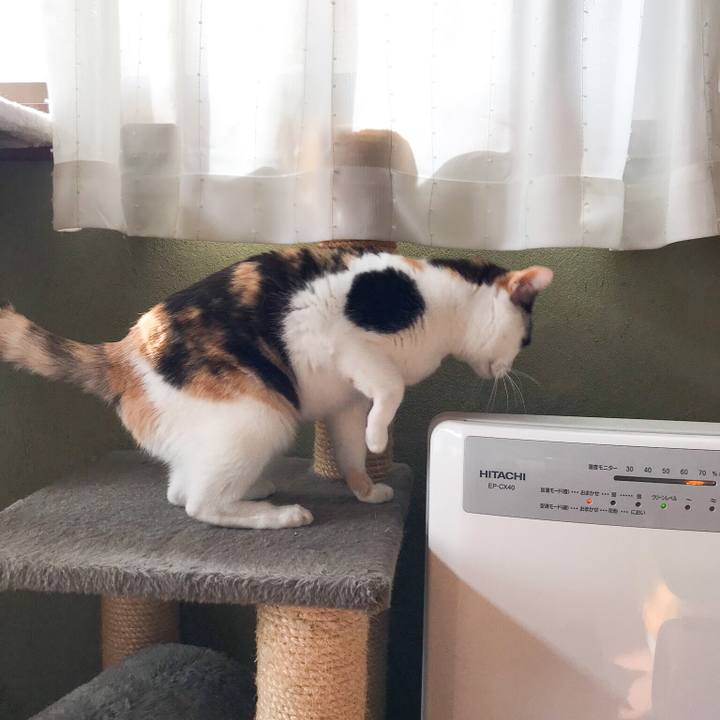 040c8b90 add1 4f6b a32a 4954417689e1 1524186348196