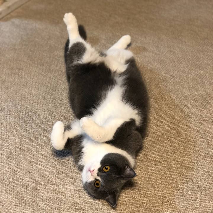 040cf88d 572a 431f 8d42 0301fb181080 1554855466091