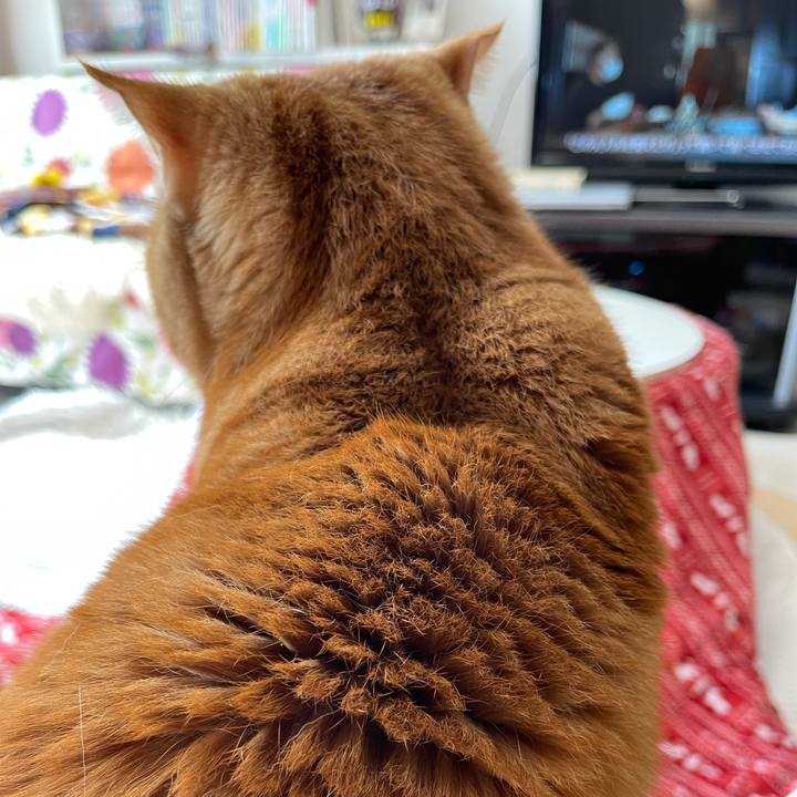 040fd738 1176 499c a02a 8f2c50afcdcb 1636855633032