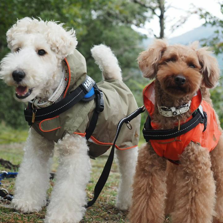 041206b9 0dc9 4cc5 bc6e 03011781a725 1508057092647